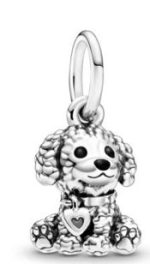 Poodle Puppy Dog
